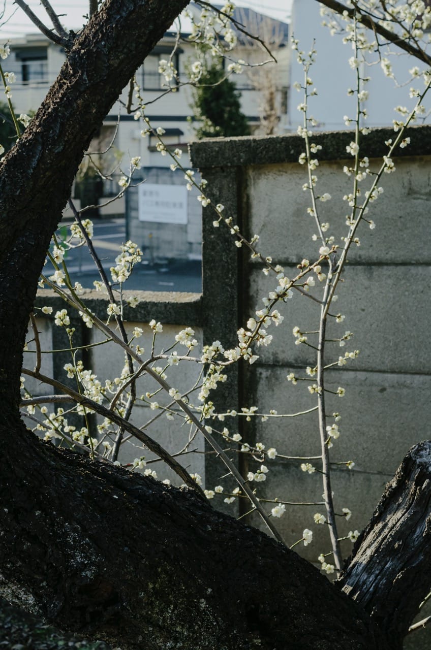 Превью Tokyo 2024